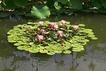 pink-water-lily