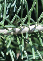 spruce needles