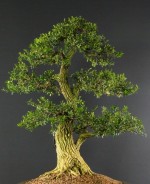 Boxwood