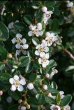 Cotoneaster-dammeri-flowering Wiki