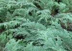 Cypress Russian Microbiota_decussata