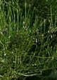 Cytisus x praecox Warminster Broom stems