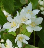 Deutzia_Slender Deutzia_gracilis_'Nikko'_Flowers Wiki