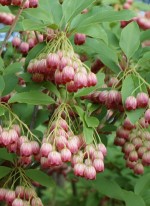 Enkianthus campanulatus