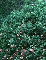 Escallonia rubra bush