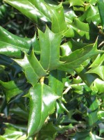 Holly Chinese Ilex cornuta 2