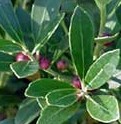 Inkberry Ilex-glabra fr 2