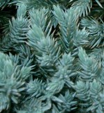 Juniper singleseed J_squamata_Blue_Star_Wiki