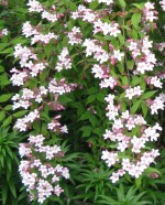 Kolkwitzia_amabilis beautybush