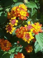 Lantana shrub L camara or yel