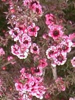 Leptospermum_scoparium Wikipedia