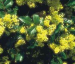 Mahonia-aquifolium