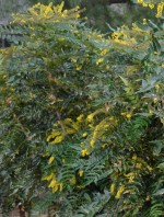 Mahonia bealei leatherleaf bush