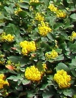 Mahonia repens Creeping mahonia