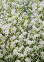 Pearlbush Exochorda racemosa bush