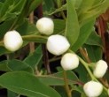 Pearlbush exochorda racemosa buds