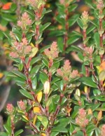 Sand Myrtle Leiophyllum buxifolium lvs