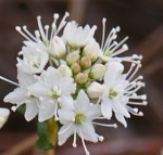 Sand myrtle Leiophyllum buxifolium