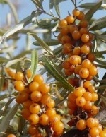 Sea Buckthorn Hippophae rhamnoides