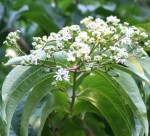 Seven son flower heptacodium miconioides