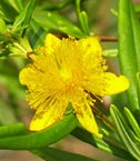 St Johnswort Shrubby Hypericum prolificum fl