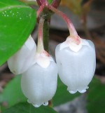 Winterberry Gaultheria_procumbens_fl Wiki