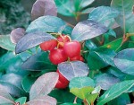 Wintergreen Gaultheria procumbens