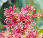seven son flower Heptacodium miconoides fr