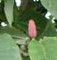Magnolia cucmber Magnolia acuminata lv fr