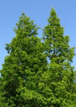Metasequoia_glyptostroboides_Dawn redwood tree