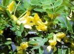 Pea shrub Siberian Caragana_arborescens