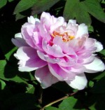 Peony Tree P suffruticosa 2