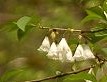 Silverbells Carolina Halesia tetraptera