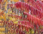 Sumac staghorn Rhus typhina fall color