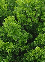 bayberry northern Myrica pensylvanica bush