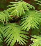 metasequoia-glyptostroboides Dawn metasequoia lv