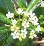 Pittosporum tobira