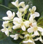 sweet olive osmanthus fragrans flowers