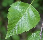 Birch European White betula-pendula lvs