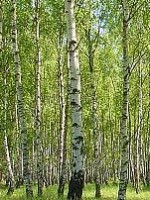 Birch European white Betula pendula stand