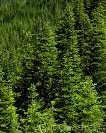 Fir Noble ABies procera forest