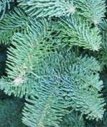 Fir Noble Abies procera stem tip