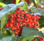 Hawthorn Washington Crataegus phaenopyrum