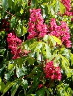 Horsechestnut Red Aesculus x carnea 2