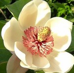 Magnolia flower _wieseneri Wikipedia