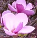 Magnoloia sol flowers