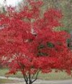 Maple Amur A ginnala tree
