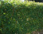 Maple hedge acer-campestre