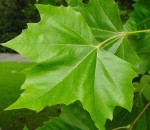 Plane tree London Platanus x acerifolia lv