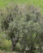Tamarix_aphylla tree
